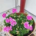 Appartement Marie Alber *