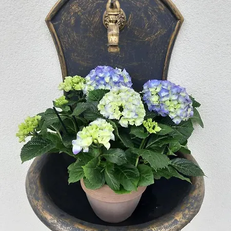 Marie Alber