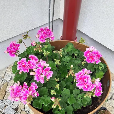 Apartment Marie Alber *